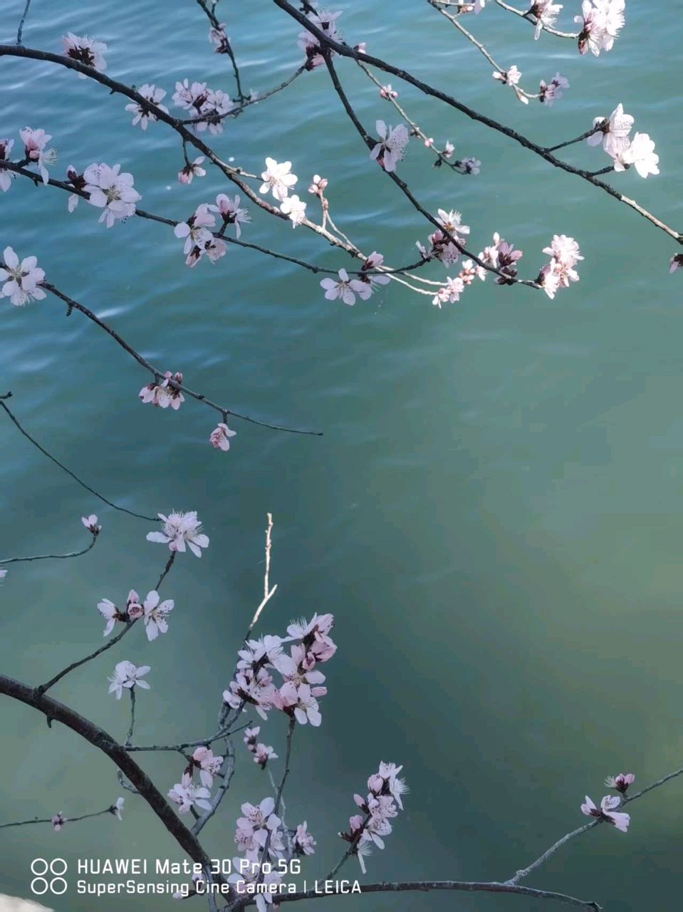 【吻春篇】王与曾专辑(4)(图4)