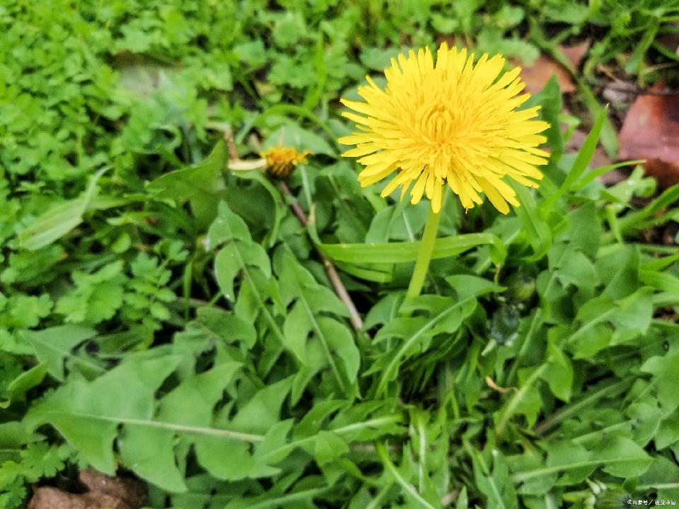 包美荣的《鹧鸪天 . 蒲公英吟》