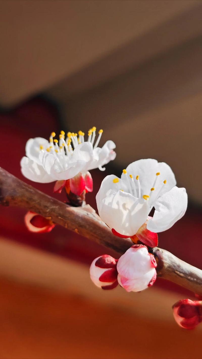 东方书剑的《五绝・春花四章》（图2）