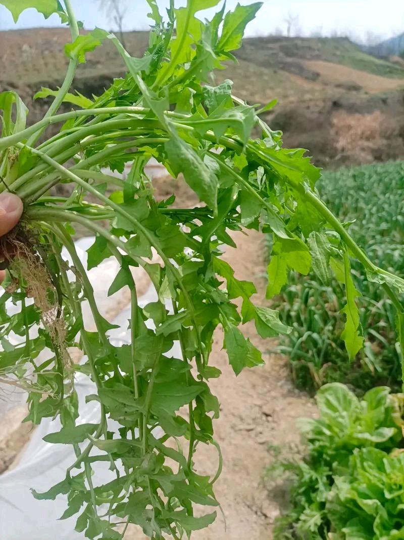 陕西作家相炜宁《野菜》（图5）