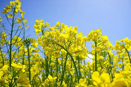 「散文」 油菜花开打探重庆东高铁站（图22）