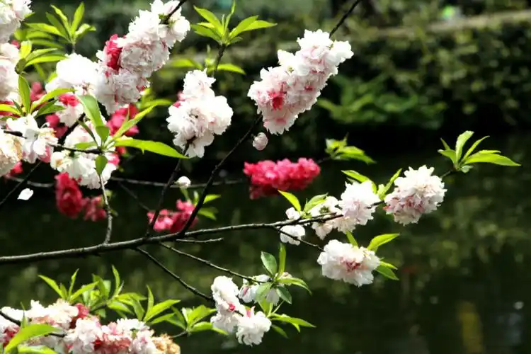 【有声】张德胜：蛇年三月天 主播：梅子