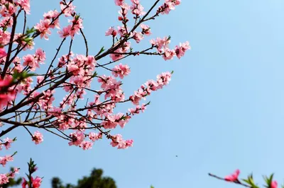 东方书剑的《七律・小径春桃》