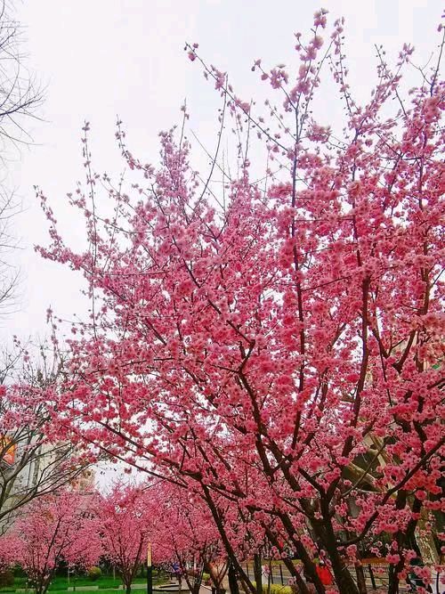 【荣耀中国】【竹枝词·桃夭灼灼】风鸽（重庆 张晓峰）（图4）