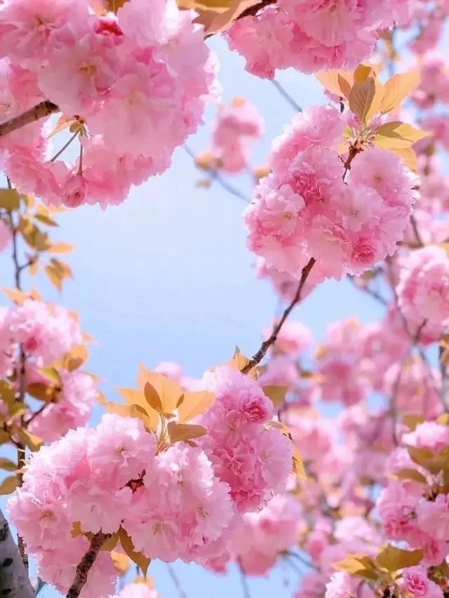 红门局的樱花：作者||痴情老人-朗诵||梅花姐姐｜海外头条（图6）