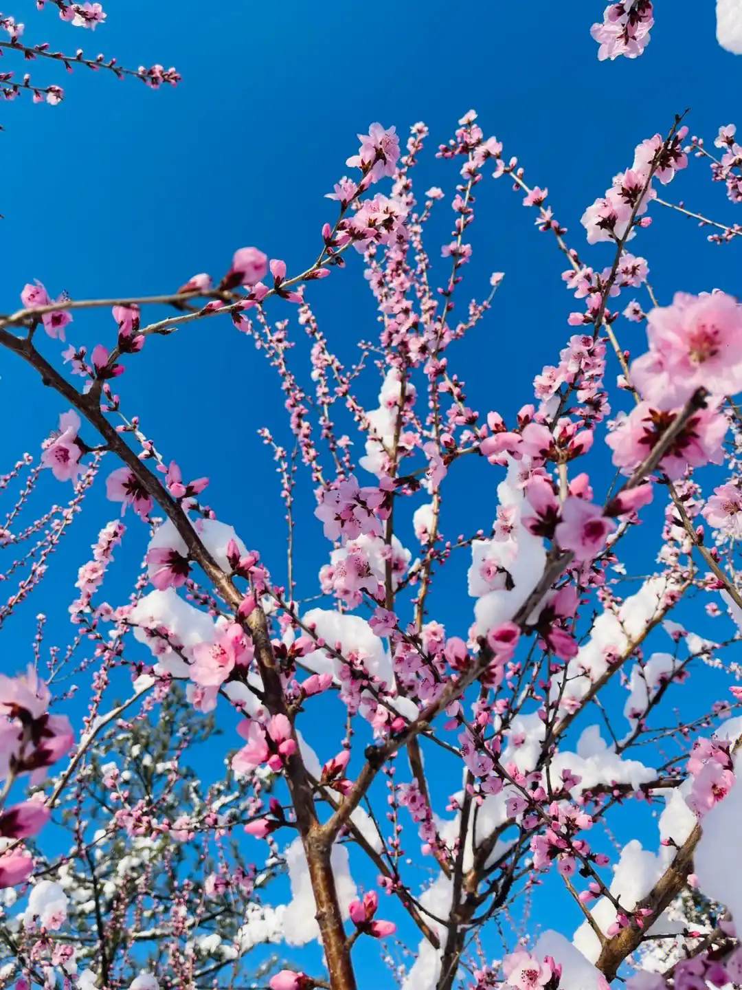 【新山东文学社】《三月飞雪》作者/边风 主播/星空(图3)