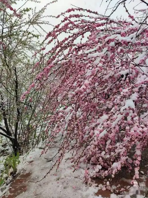 【新山东文学社】《三月飞雪》作者/边风 主播/星空(图4)