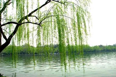 东方书剑的《水龙吟・咏柳》