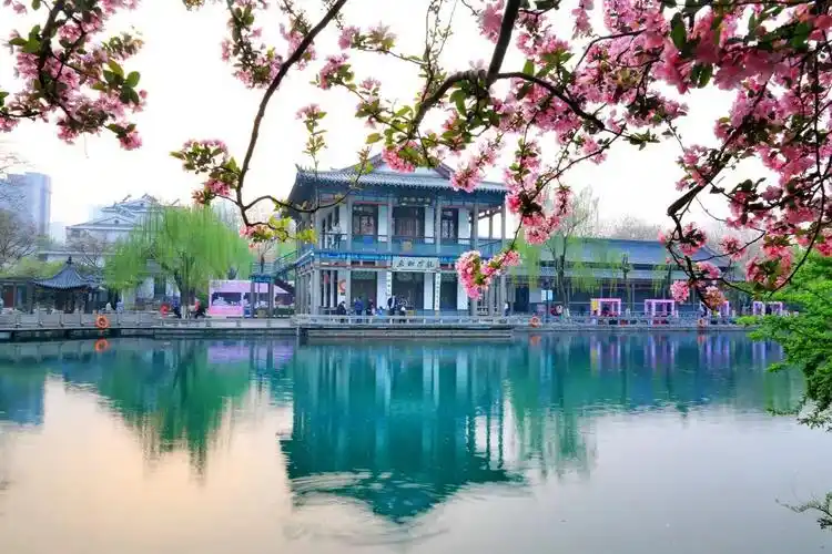 【新山东文学社】《听一树花开》作者/单宝剑 主播/雨花石(图5)