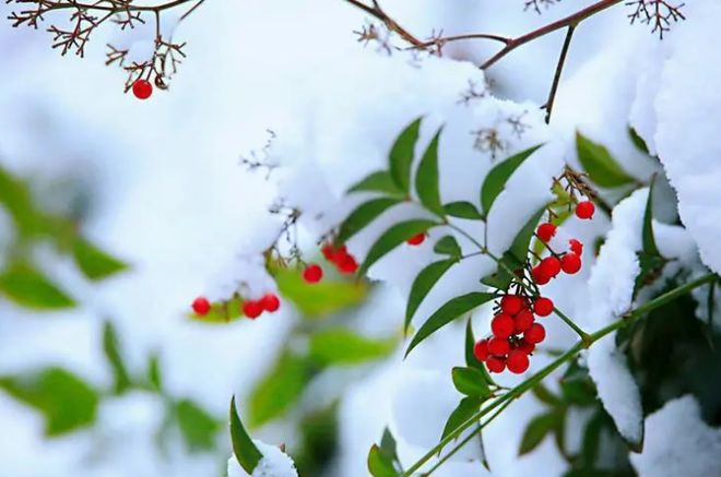 【新山东文学社】《五绝.春雪(外八首)》作者/婧翔宇宙 主播/苏宁(图3)