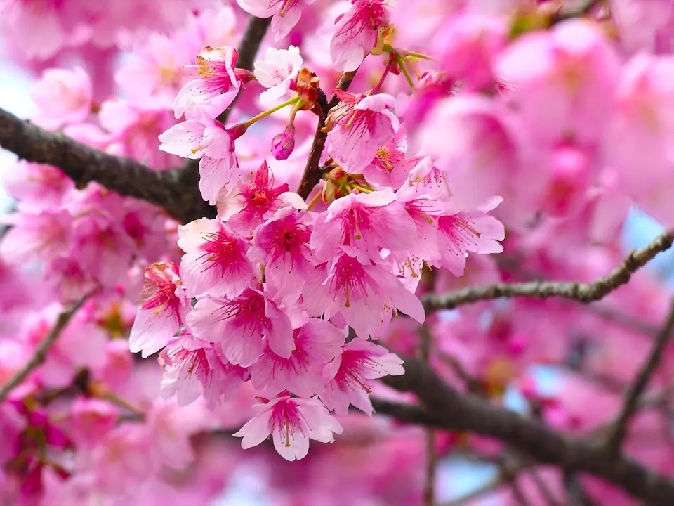 樱花（文/刘利佳）……莲叶之珠文学社（图4）