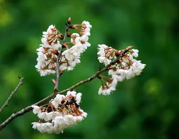 樱桃花赋/今世赋/打好健康保卫战意义深远(文/孙述考)……莲叶之珠文学社(图5)