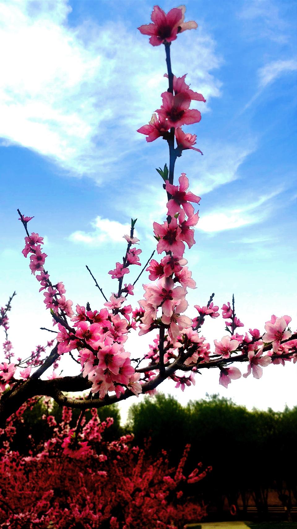 【新山东文学社】《花蕊中的春天》作者/张秀祥 主播/墨兰(图5)