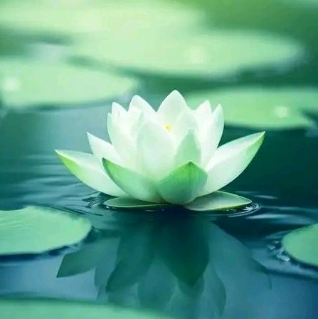 莲花上的《千寻瀑》文||风清清(图16)
