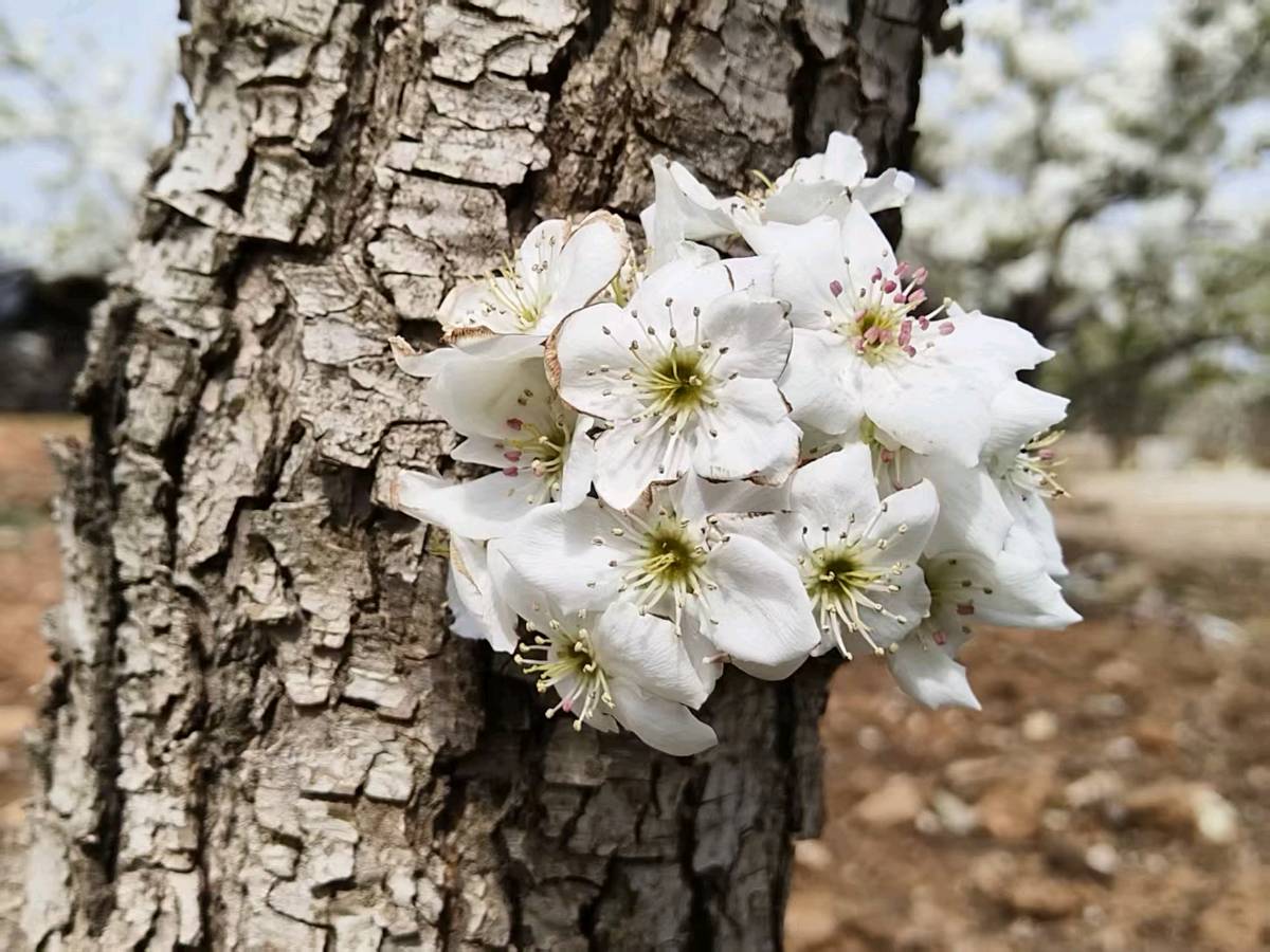 郭永立的《画堂春 己巳下河梨花节》