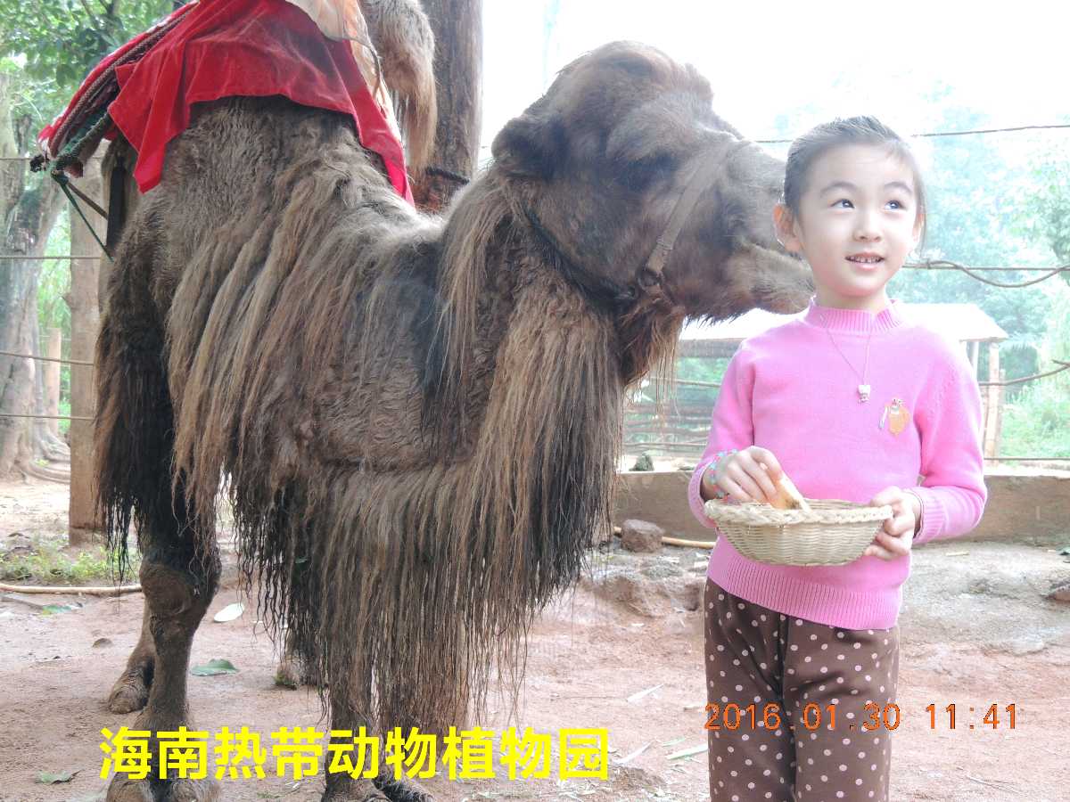 海口热带动物植物园～诗||李耀文（图19）
