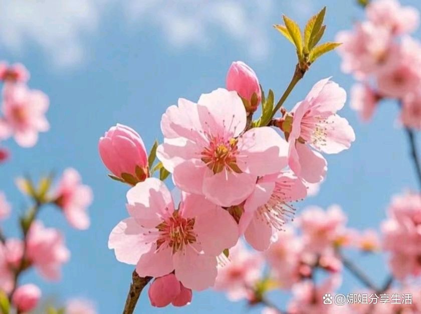 推荐丨许日辉先生 七绝 春分有感共二十四首（图5）