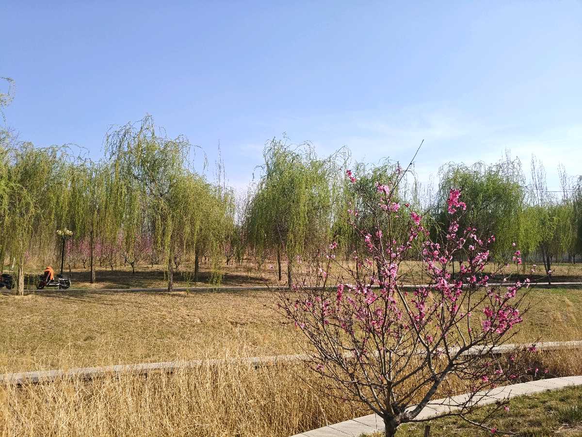 【故道文化·6505】张光山诗作《春游》（图6）