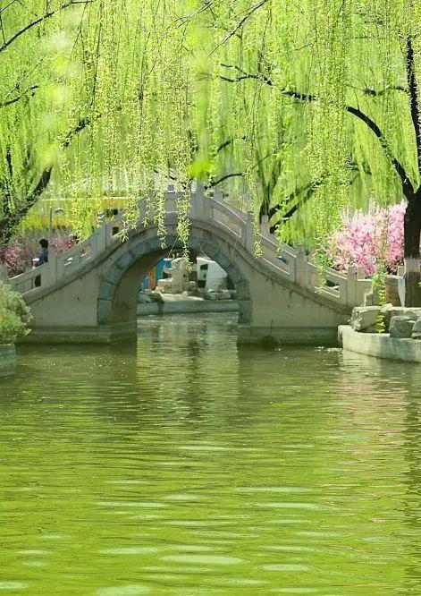 【新山东文学社】《这个春天,增了鱼莲(九首)》作者/席书燕 主播/远方(图6)