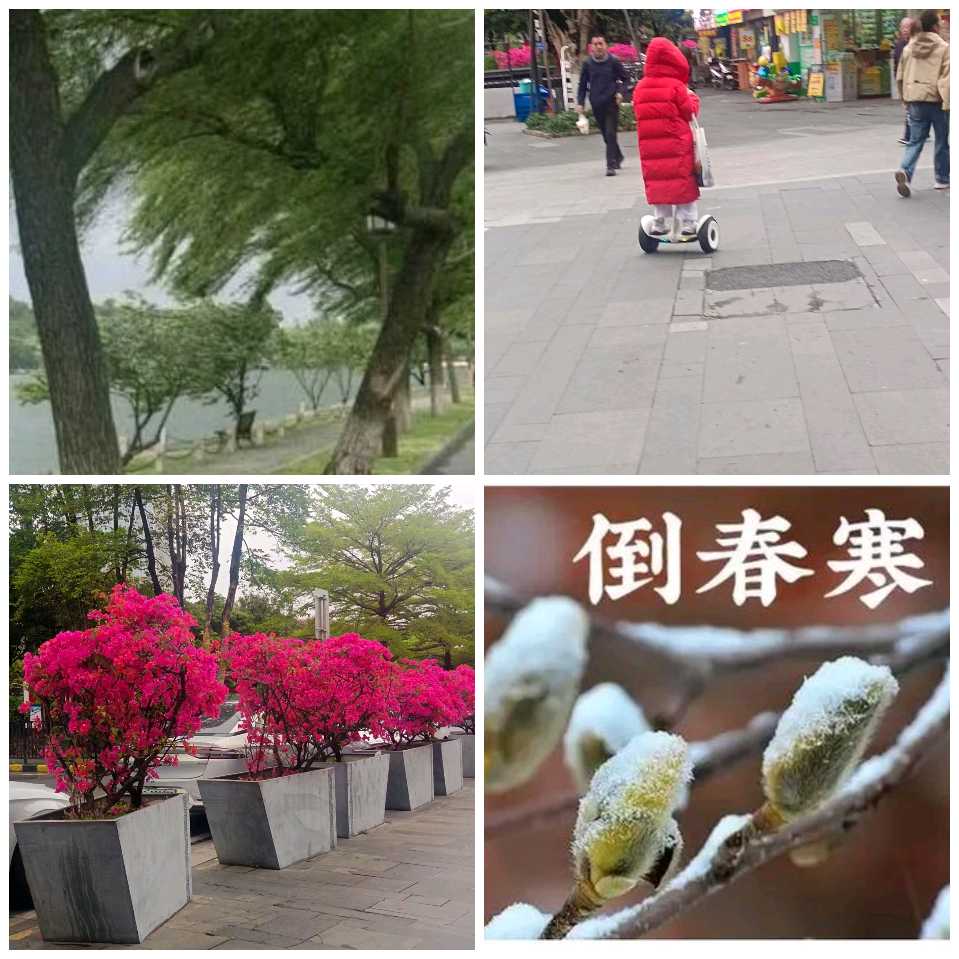【春韵】曾培方//倒春寒感怀[外一首]（图3）