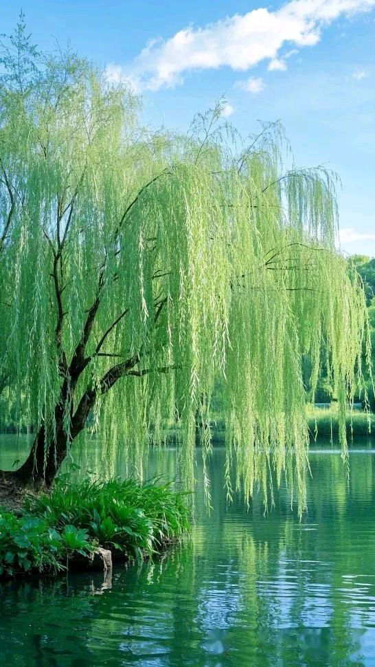 【仿古体新诗】春风来～诗||宁国振（图8）