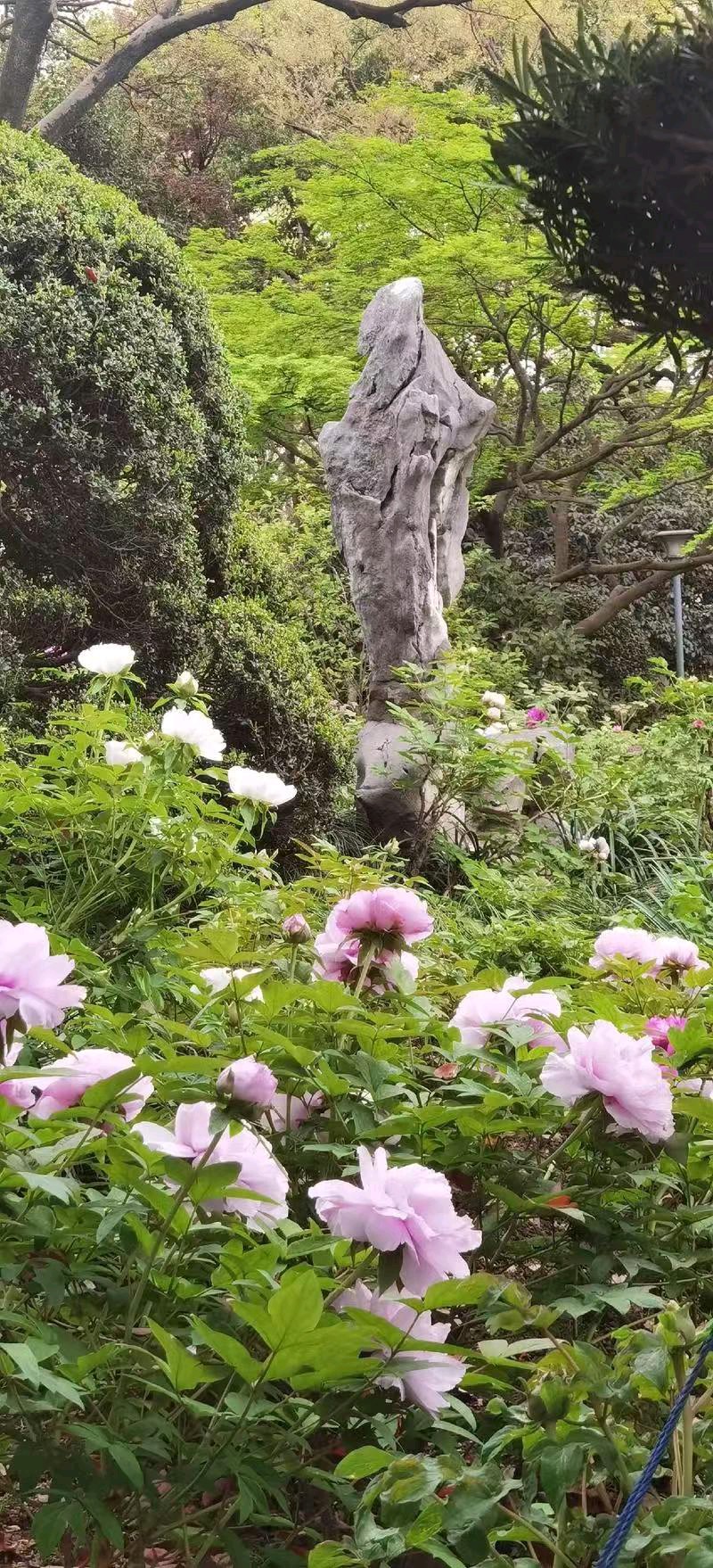 蝶恋花-沪漕溪公园赏百年牡丹又思母* 文/冯志清（上海）【冰心文化传媒】（图6）