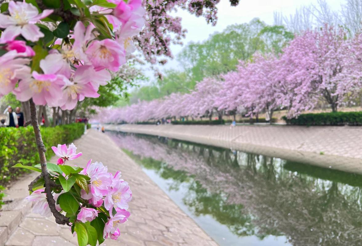 同题诵《北京有条海棠花溪》作者：任学路（图6）