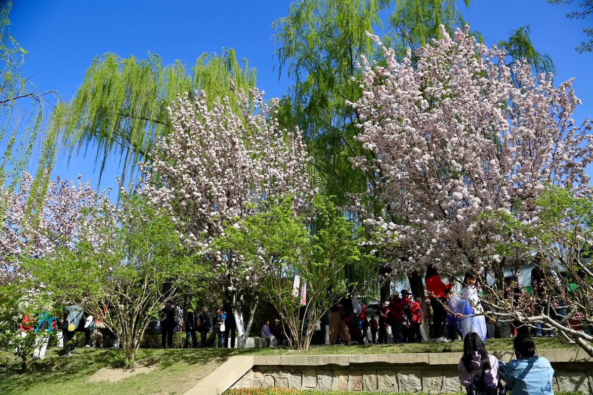 同题诵《北京有条海棠花溪》作者：任学路（图11）