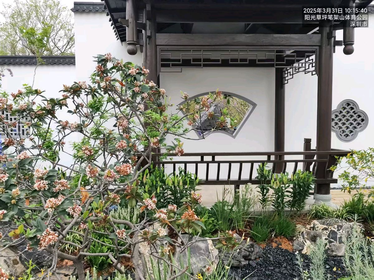 大湾区花展~诗三首/詹成（图12）