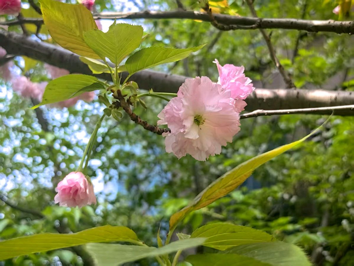 芳菲四月||蒋卫平（武汉）（图2）