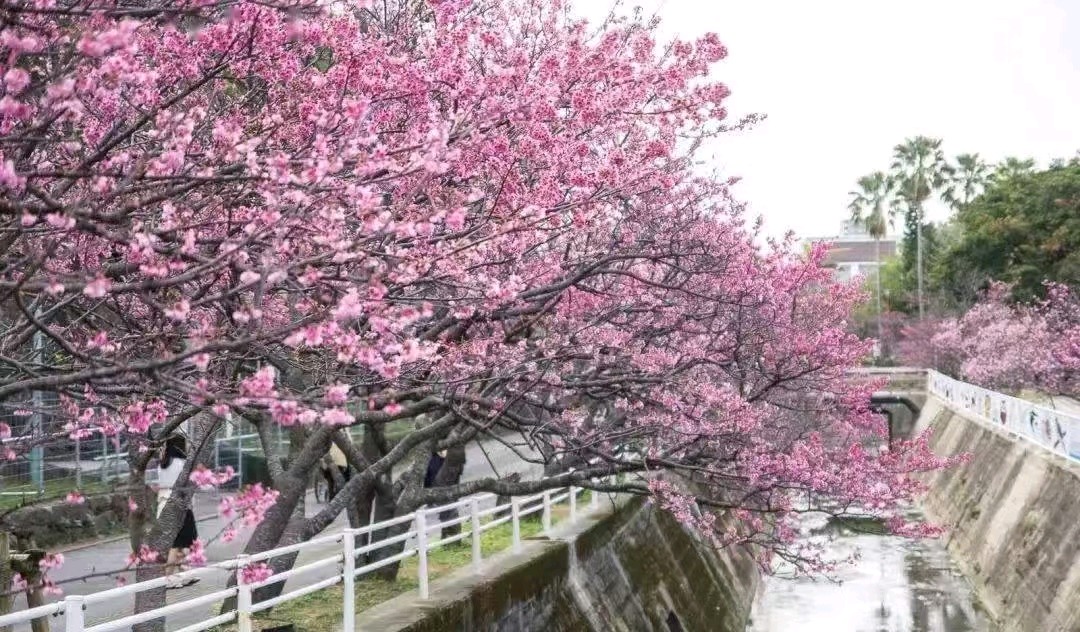 《芳草渡 • 樱花》（张先体）文/梁正明（重庆）