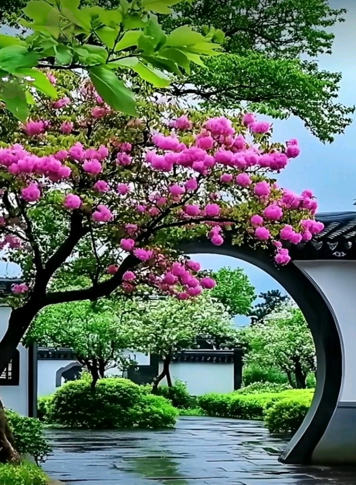 七律-最美人间四月天～诗||雅轩琴韵（图19）