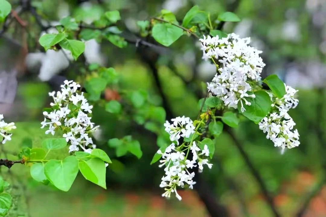 七律-最美人间四月天～诗||雅轩琴韵（图10）
