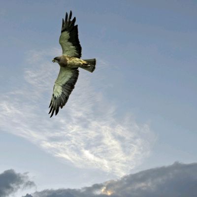 请欣赏妙琪朗诵《清明，是一次寻梦寻根的昭示》 作者：周业明（图10）