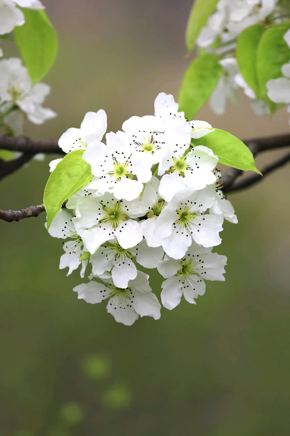 陈正的《咏春花》（图4）
