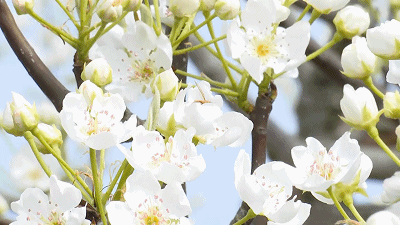 【神都诗社】龙门诗苑033期《梨花》（图7）