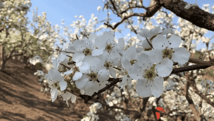 【神都诗社】龙门诗苑033期《梨花》（图6）