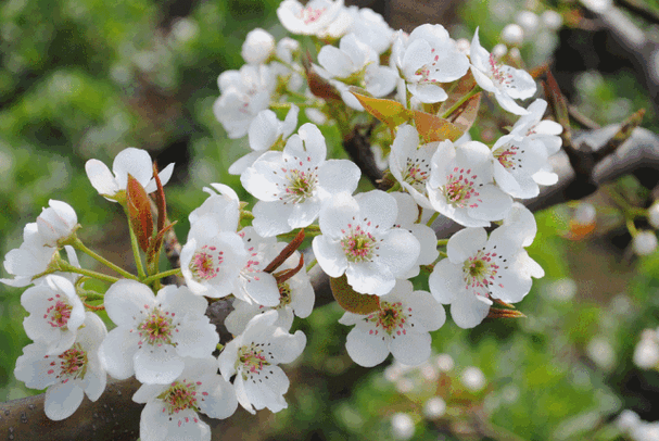 【神都诗社】龙门诗苑033期《梨花》（图5）