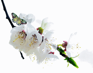 【神都诗社】龙门诗苑033期《梨花》（图12）