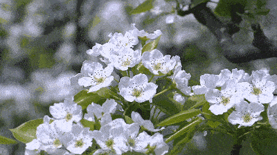【神都诗社】龙门诗苑033期《梨花》（图20）