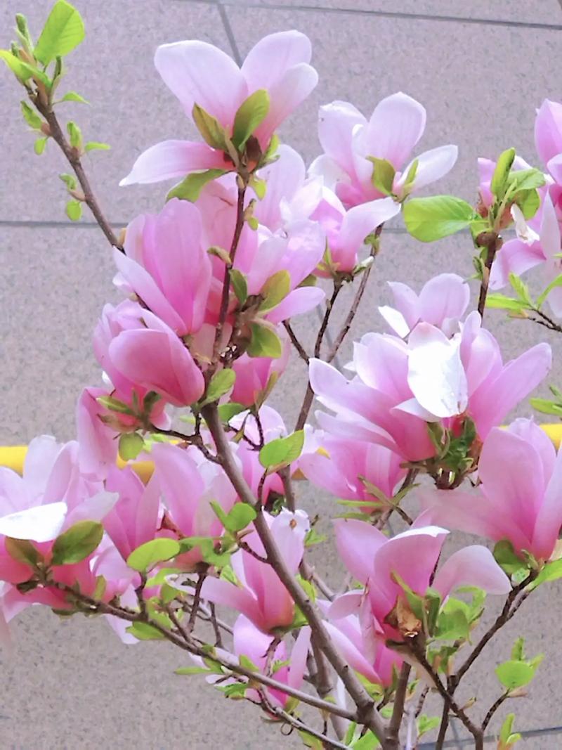 【新山东文学社】《春花赋》作者/孙述考 主播/海豚(图4)