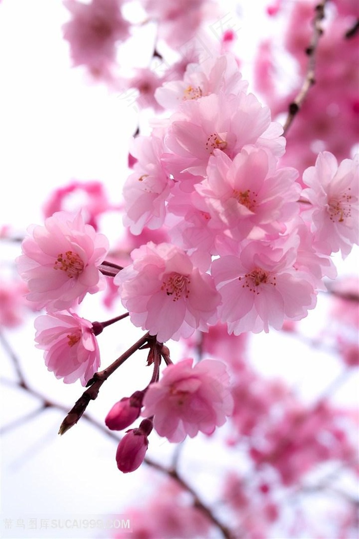 【新山东文学社】《春花赋》作者/孙述考 主播/海豚(图5)