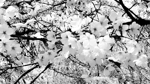 【神都诗社】龙门诗苑033期《梨花》(图16)