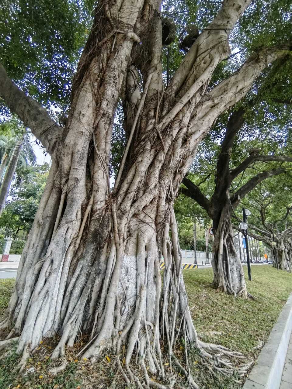 七律 故园夕（外一首）文/江冲（图6）