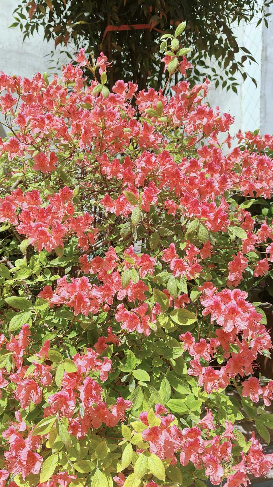 王金政的《山花开》