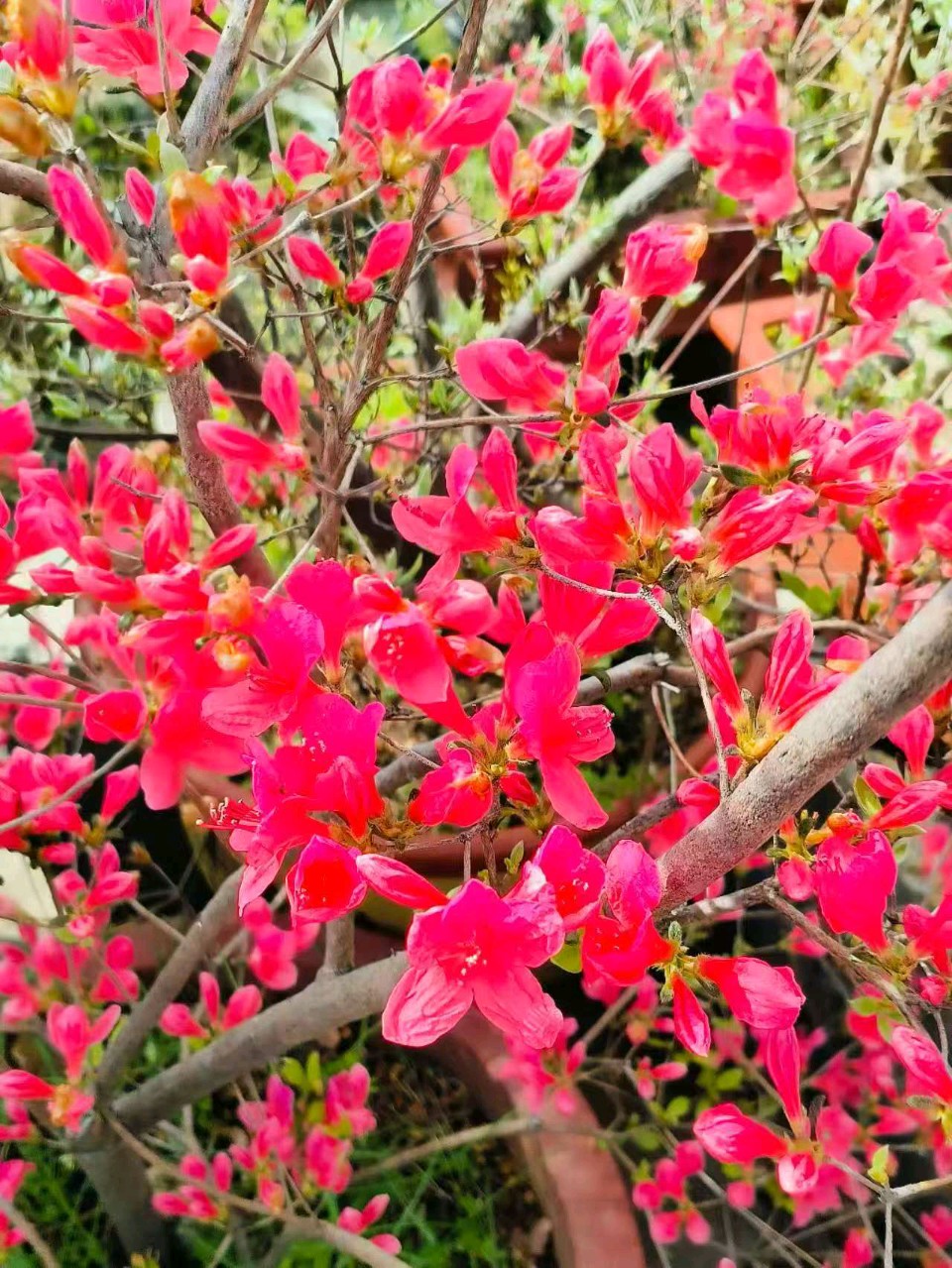 魏泽奇的《花期过了》