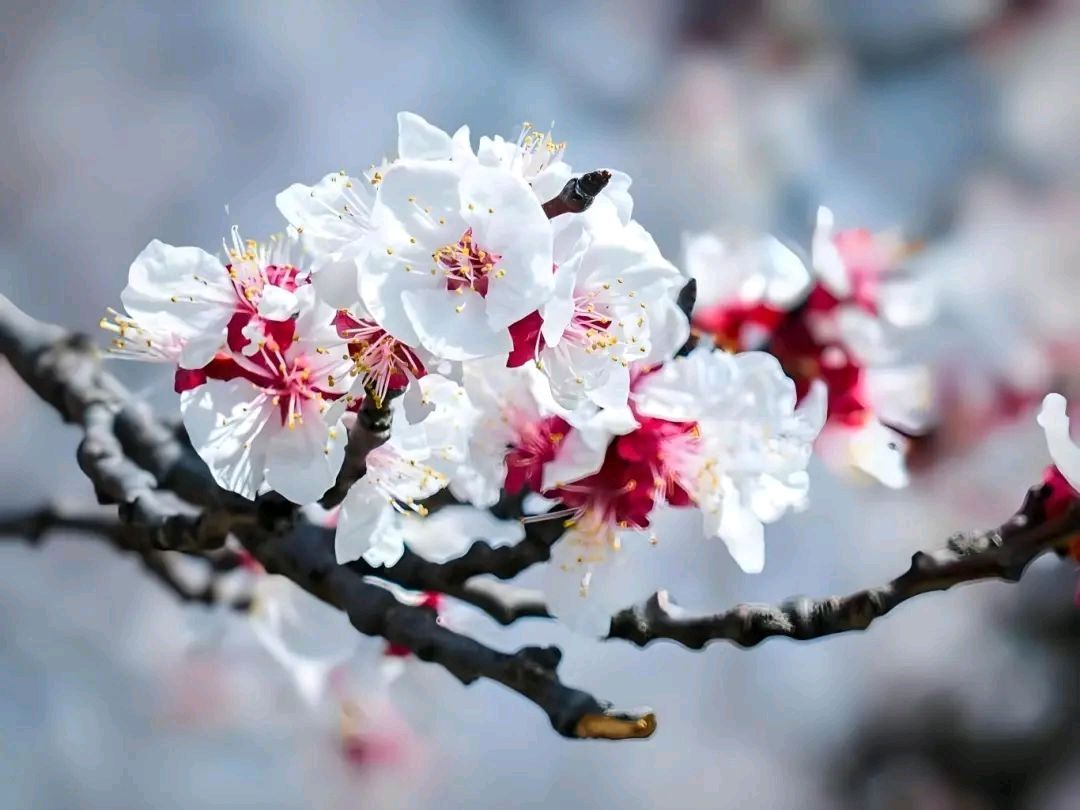 七绝《乙巳仲春咏杏花寄怀》十二首文/辉叔(广东_许日辉)（图3）