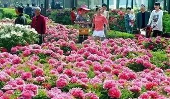 劲爆 2017洛阳牡丹花会全攻略