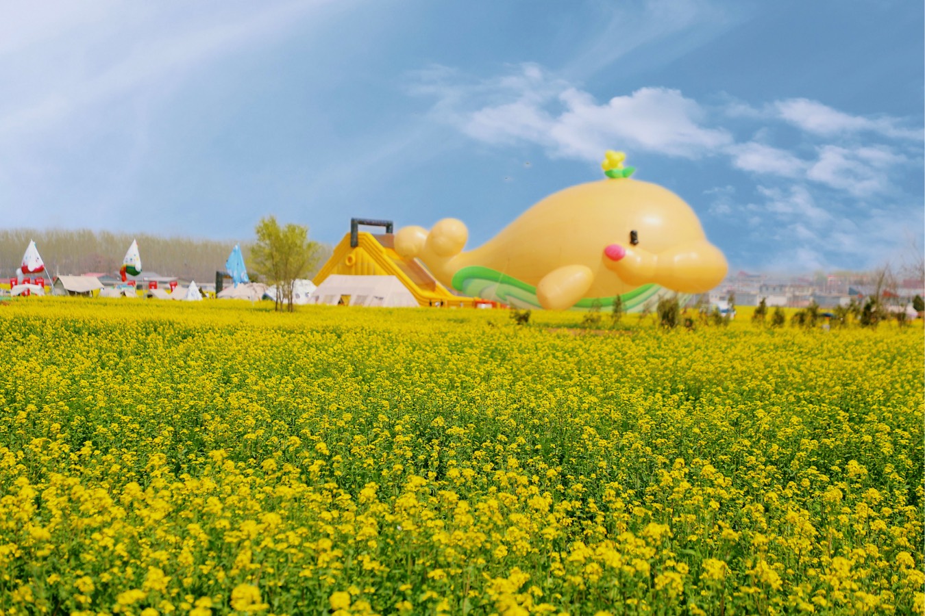 【和阳诗人】油菜花||文/海湾