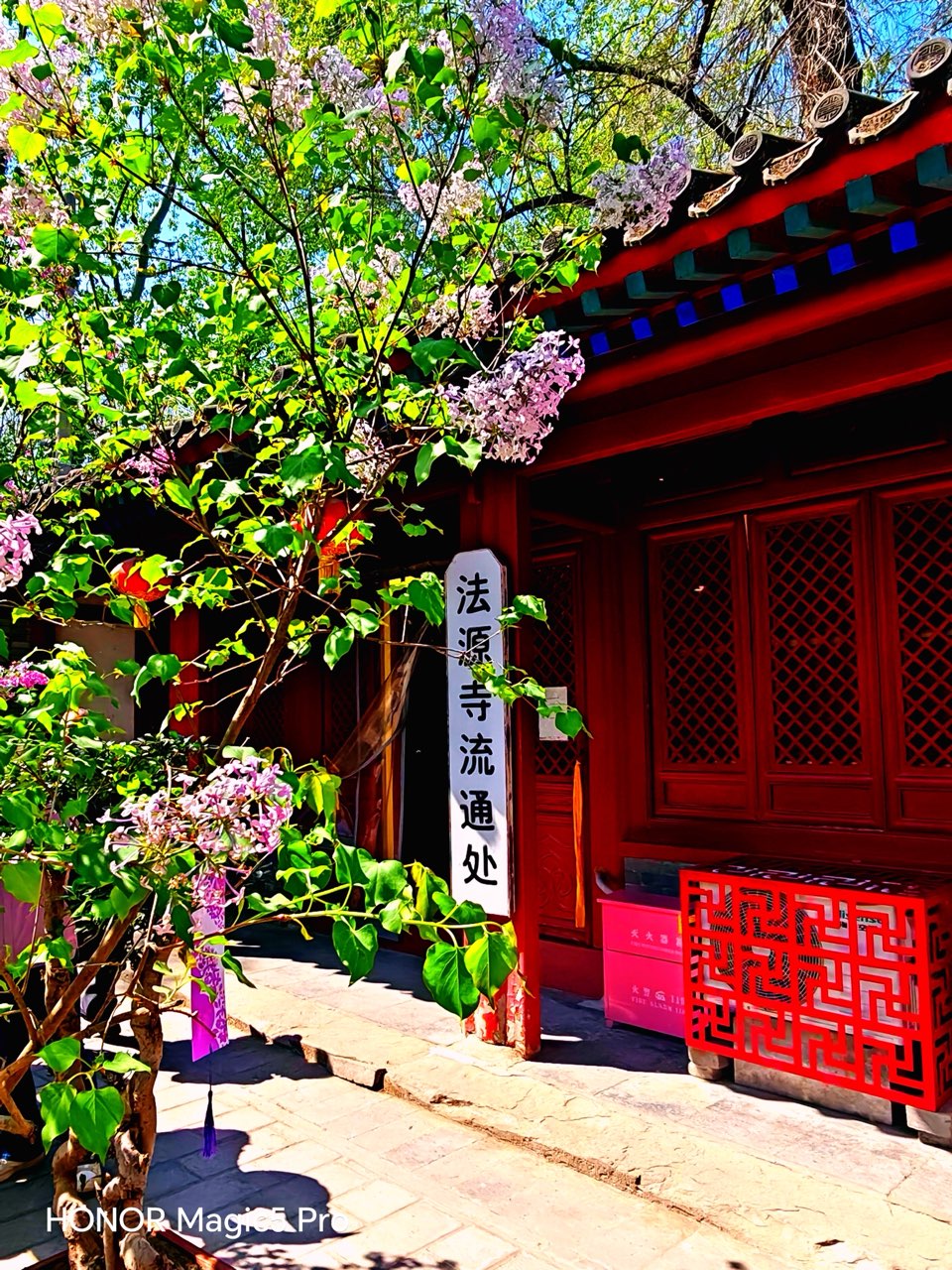 汪孔周：《法源寺的丁香花》朗诵｜淡淡的茶香｜海外头条（图15）